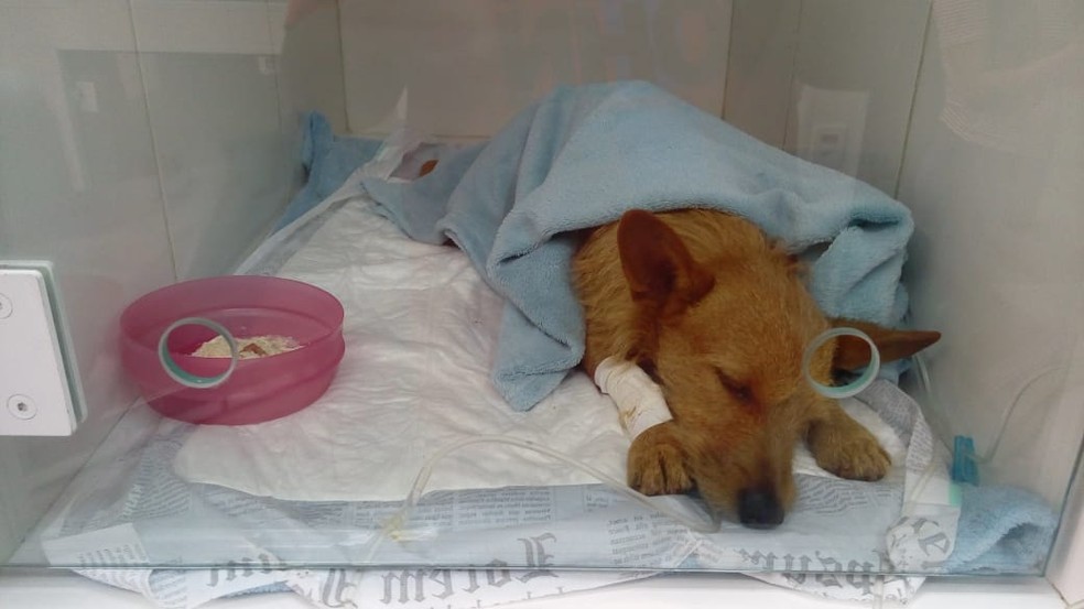 Cachorro está internado após ser castrado sem anestesia pelo vizinho em Araraquara — Foto: Arquivo pessoal