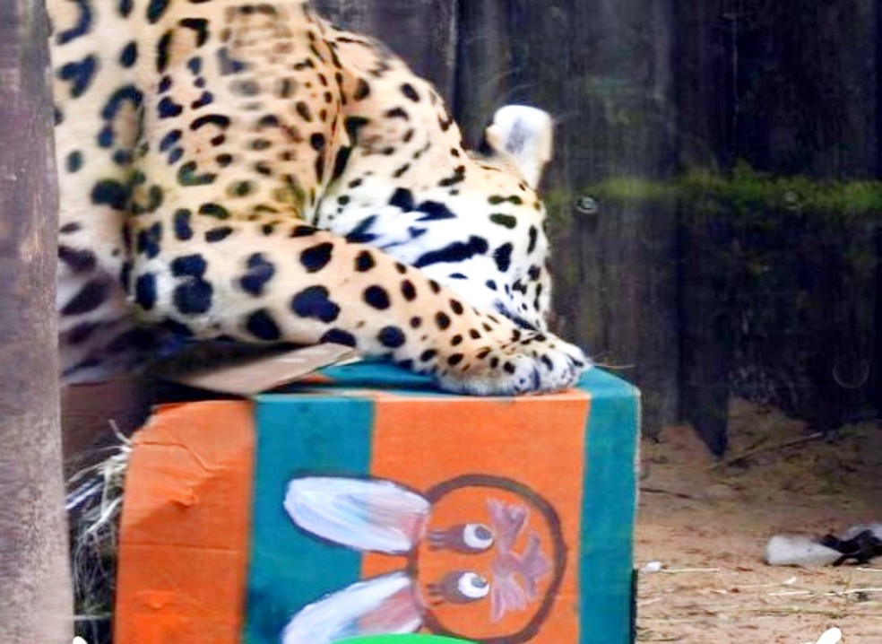Onça pintada explora seu presente de Páscoa no Zoo de Bauru: alimento tradicional da espécie, mas com enriquecimento temático — Foto: Reprodução/Instragam/Zoo de Bauru