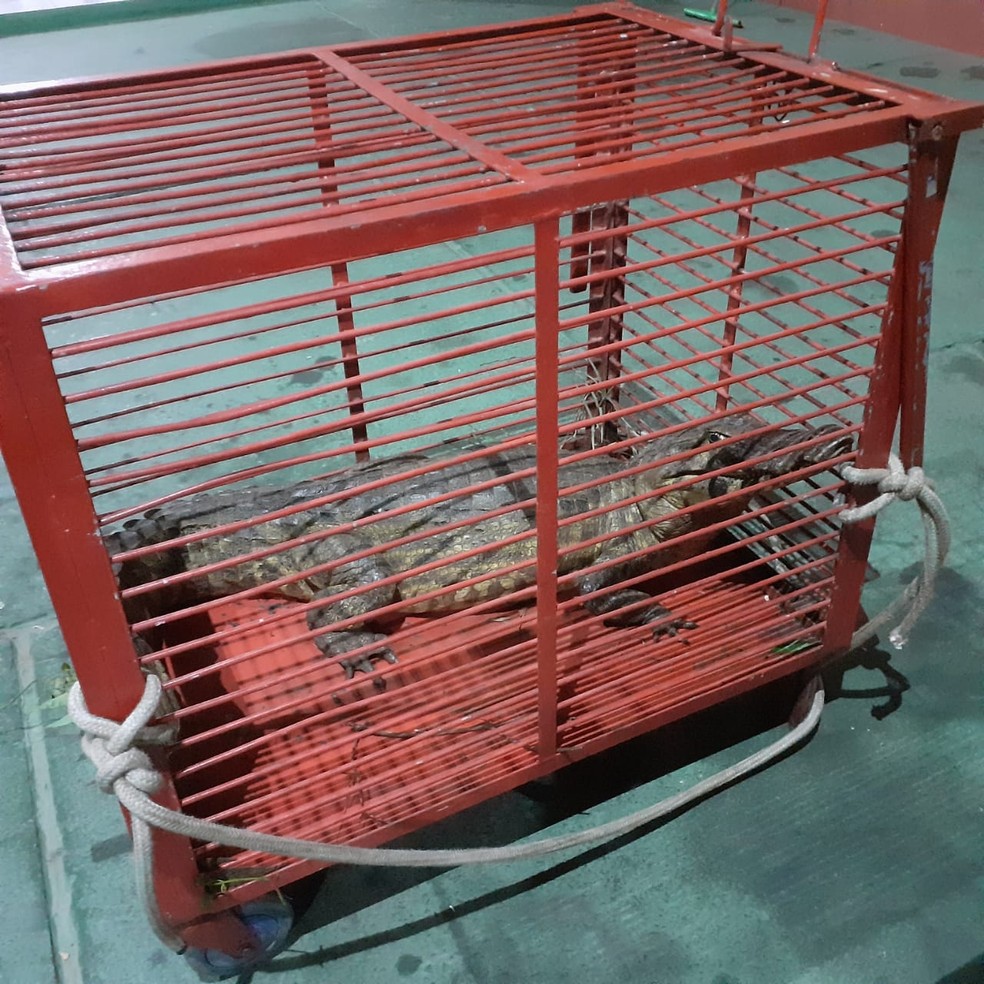 Bombeiros capturaram jacaré, que foi colocado em gaiola e devolvido a habitat natural — Foto: Corpo de Bombeiros/Divulgação