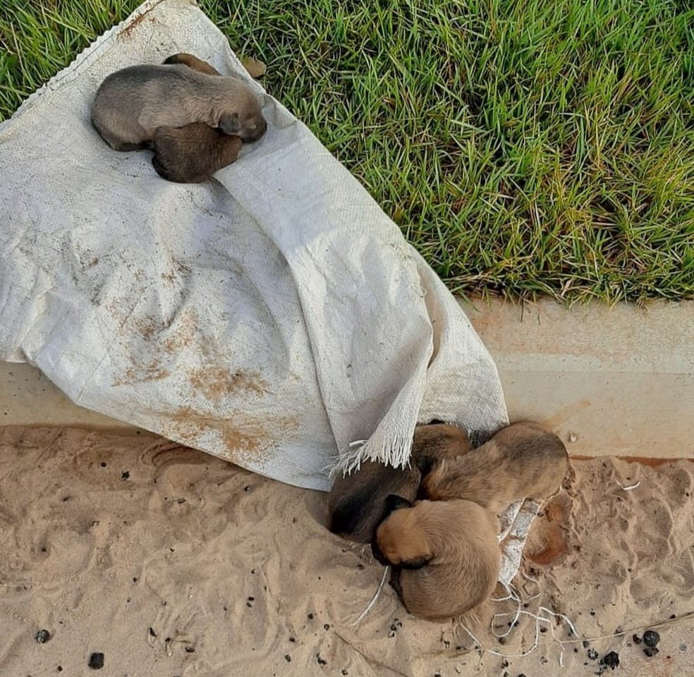 Filhotes abandonados foram resgatados por casal — Foto: UIPA/Divulgação