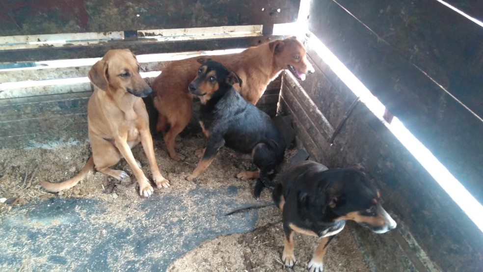 Cachorros estavam em situação de maus-tratos em Itapeva (SP) — Foto: Arquivo Pessoal