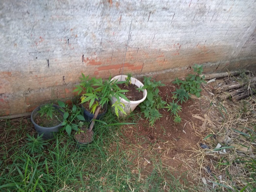 Polícia e GCM encontraram pés de maconha em imóvel de Cerquilho (SP) — Foto: GCM/Divulgação