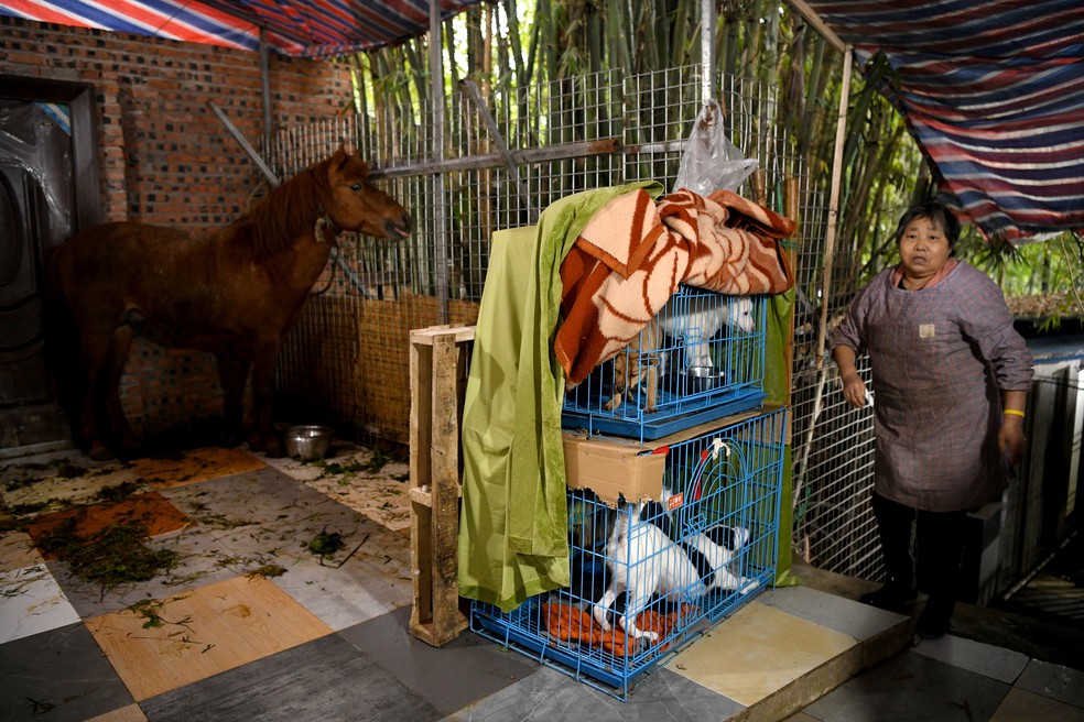 Residência chinesa serve como abrigo para mais de 1,3 mil cachorros, gatos, coelhos e cavalos abandonados — Foto: Noel Celis/AFP