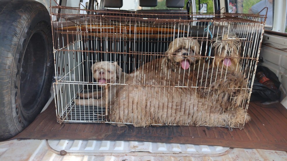 Animais em situação de maus-tratos são resgatados em Tatuí  — Foto: Prefeitura de Tatuí/ Divulgação 