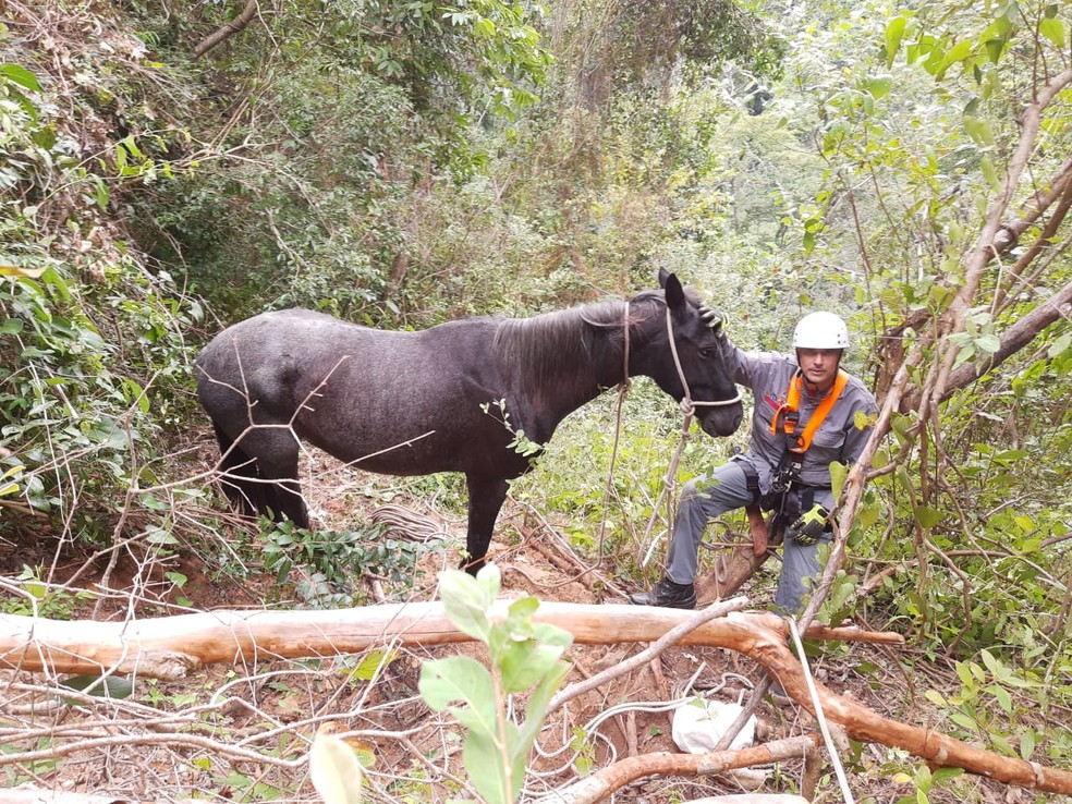 Cavalo não apresentava sinais aparente de ferimentos: queda pode ter sido amortecida por galhos e cipós — Foto: Corpo de Bombeiros/Divulgação