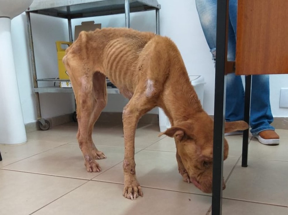 Segundo veterinários, a cachorra da raça pitbull estava extremamente debilitada por falta de alimentação — Foto: Polícia Civil/Divulgação