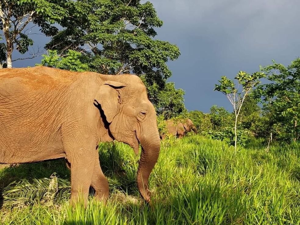 Rana e Ramba são companheiras no santuário — Foto: Santuário dos Elefantes/Divulgação