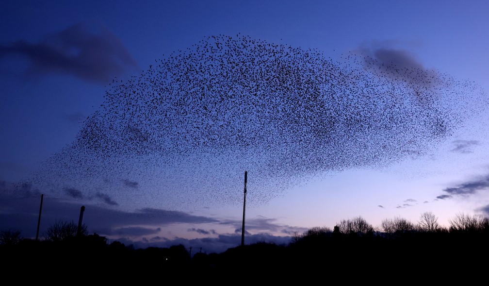 Pássaros são vistos em movimento de "murmuration" nos céus — Foto: Lee Smith/Reuters