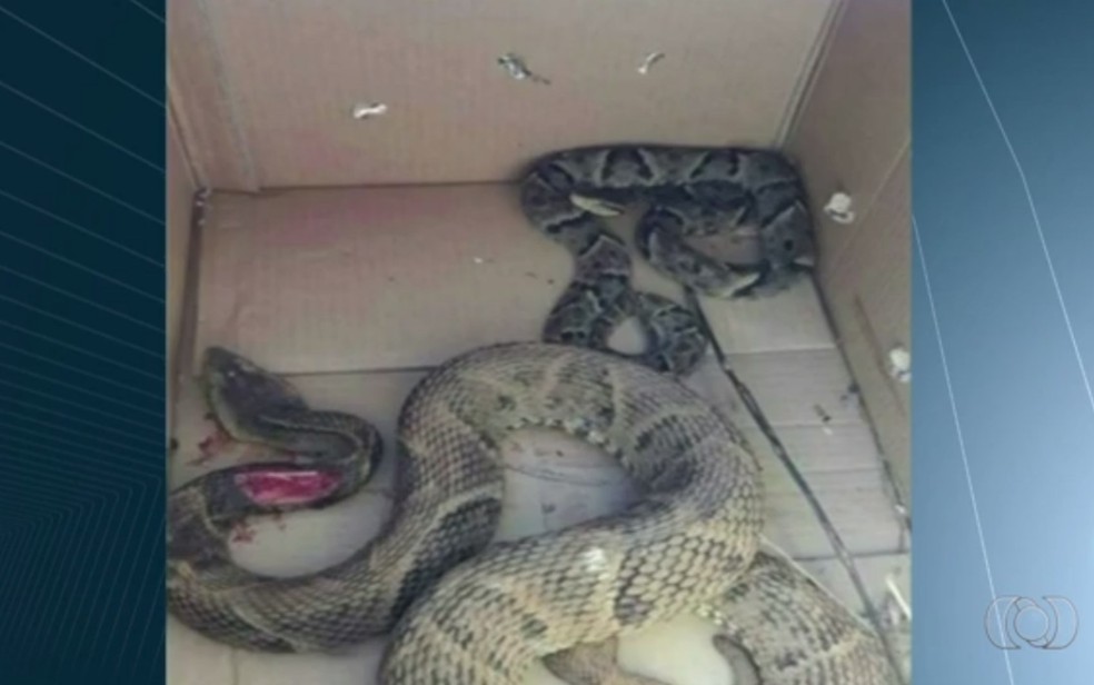 Cadela atacou cobras para evitar que donos fossem picados (Foto: Reprodução/ TV Anhanguera)