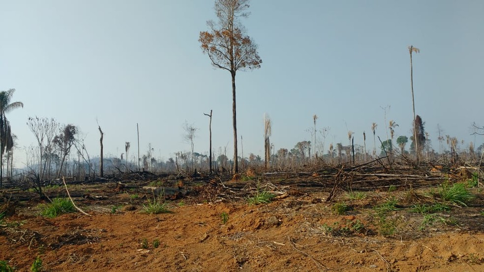 Ao todo, o grupo já derrubou e tocou fogo em mais de 5 mil hectares de área desmatada na fazenda.  — Foto: Reprodução/Polícia Civil do Pará