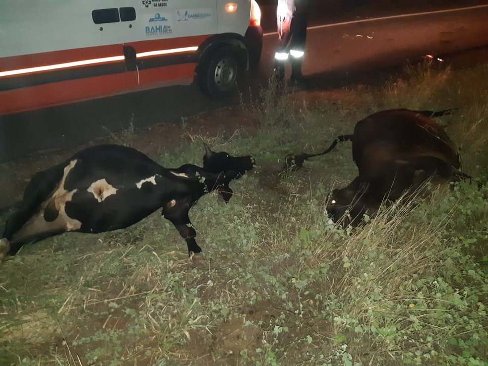 Dois bovinos também morreram após serem atropelados pelos veículos que bateram na BR-407 — Foto: PRF/ Divulgação