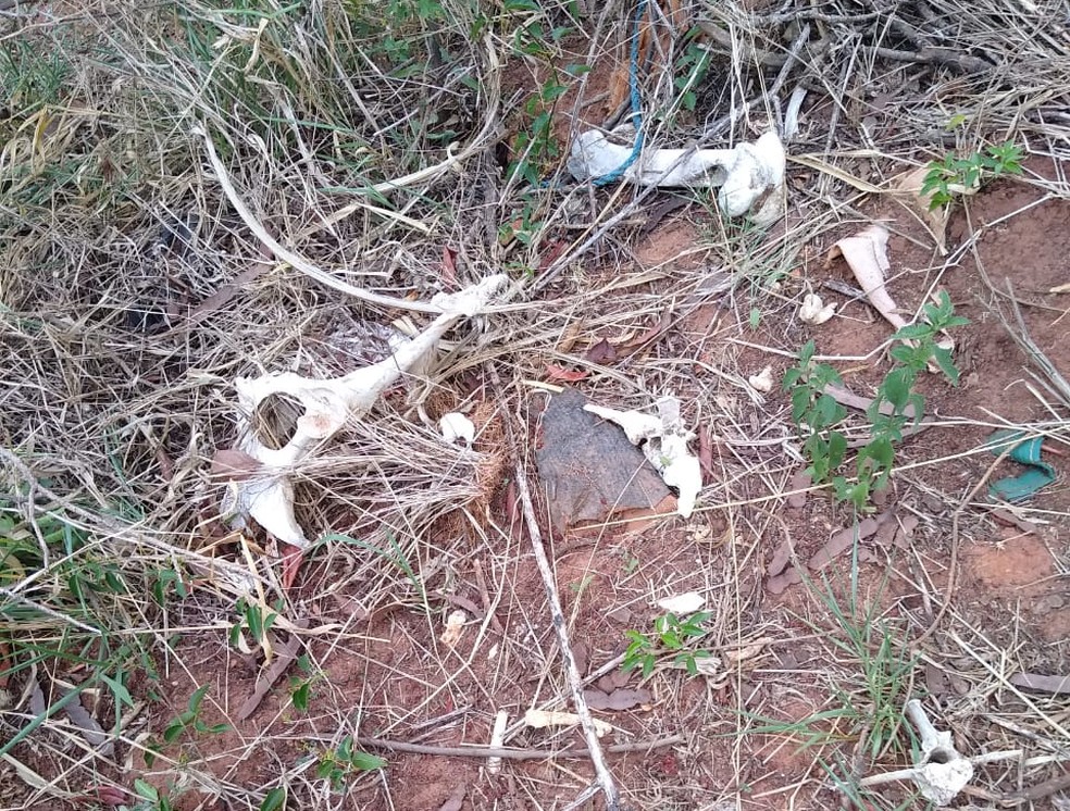 Ossos de animais também foram encontrados na propriedade rural invadida em São Manuel  — Foto: Guarda Civil Municipal/ Divulgação 