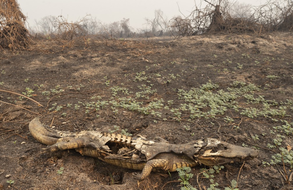14 de setembro - Restos mortais de um jacaré são vistos após incêndio florestal no Parque Estadual Encontro das Águas, no Pantanal, perto de Poconé, Mato Grosso — Foto: Andre Penner/AP
