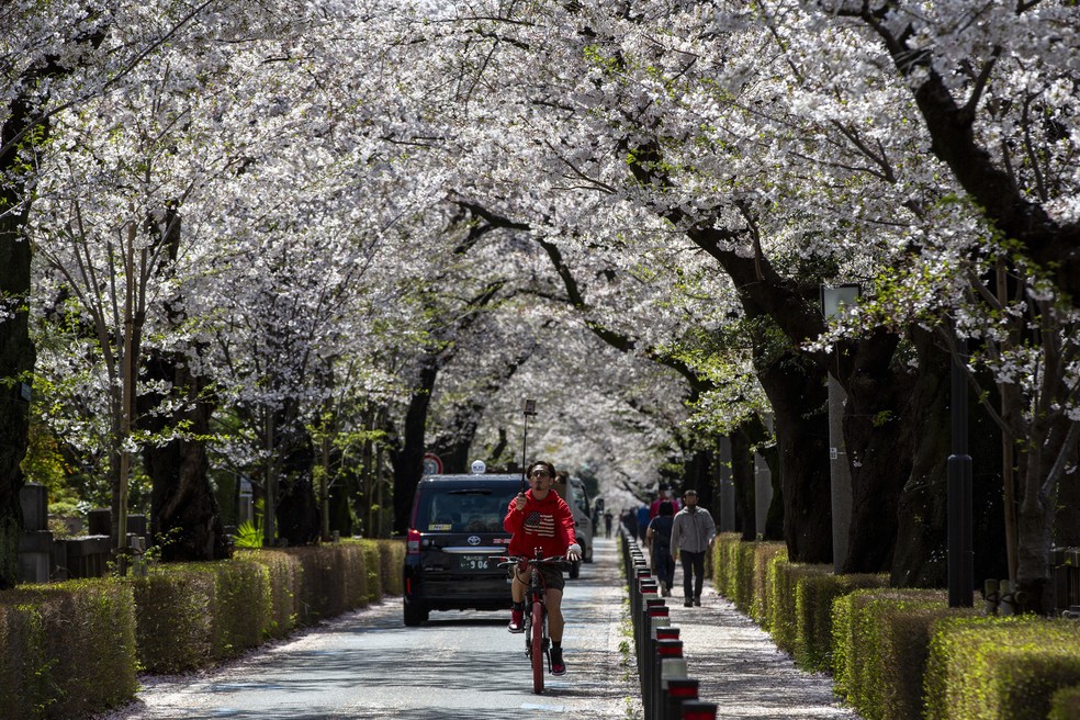 Ciclista usa pau de selfie para filmar a florada das cerejeiras. A cerejeira, chamada de 'sakura', é a flor favorita do Japão — Foto: Kiichiro Sato/AP