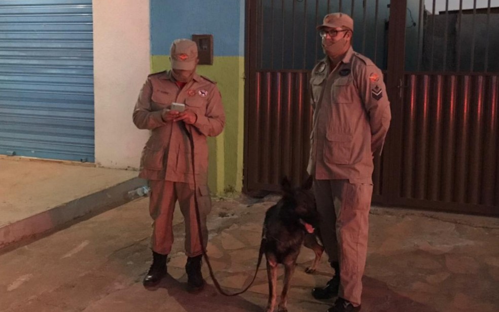 Cães ajudam nas buscas por Lázaro Barbosa, em Cocalzinho de Goiás — Foto: Vitor Santana/G1 Goiás