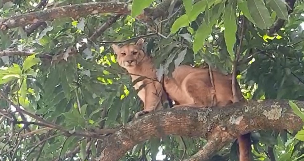 Animal subiu na árvore de cerca de 6 metros de altura  — Foto: Alcyr Netto/ TV TEM 