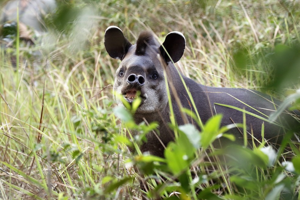 A anta é o maior mamífero herbívoro do Brasil  — Foto: Jeanne Martins/VC no TG