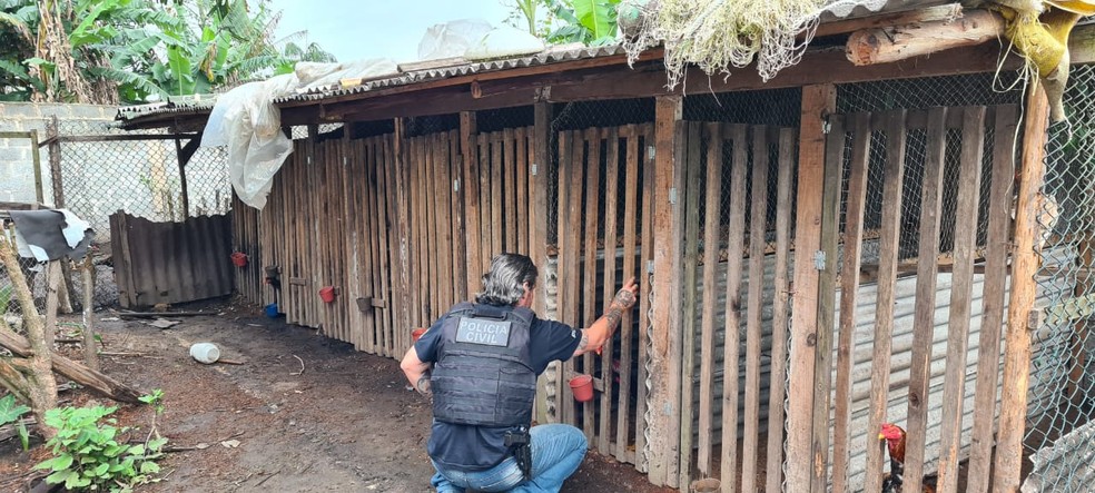 Polícia fez operação em três estados contra suspeitos de organizar rinhas de galo — Foto: Divulgação/PCPR
