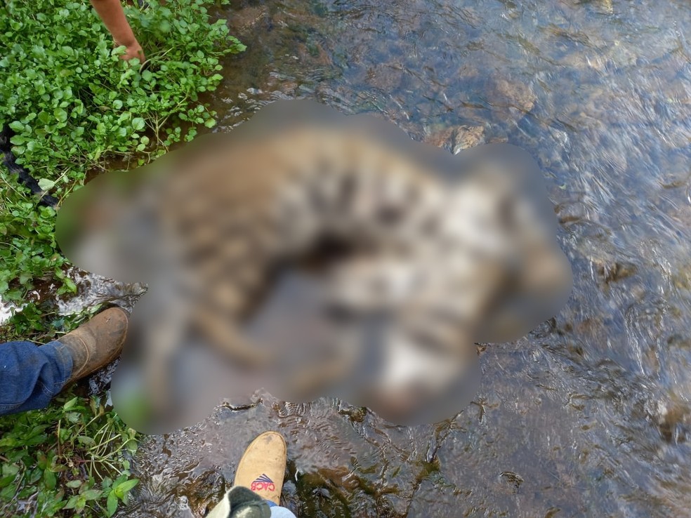 Onça foi encontrada morta em um córrego na divisa entre Guapiara e Capão Bonito — Foto: Fundação Florestal/Divulgação