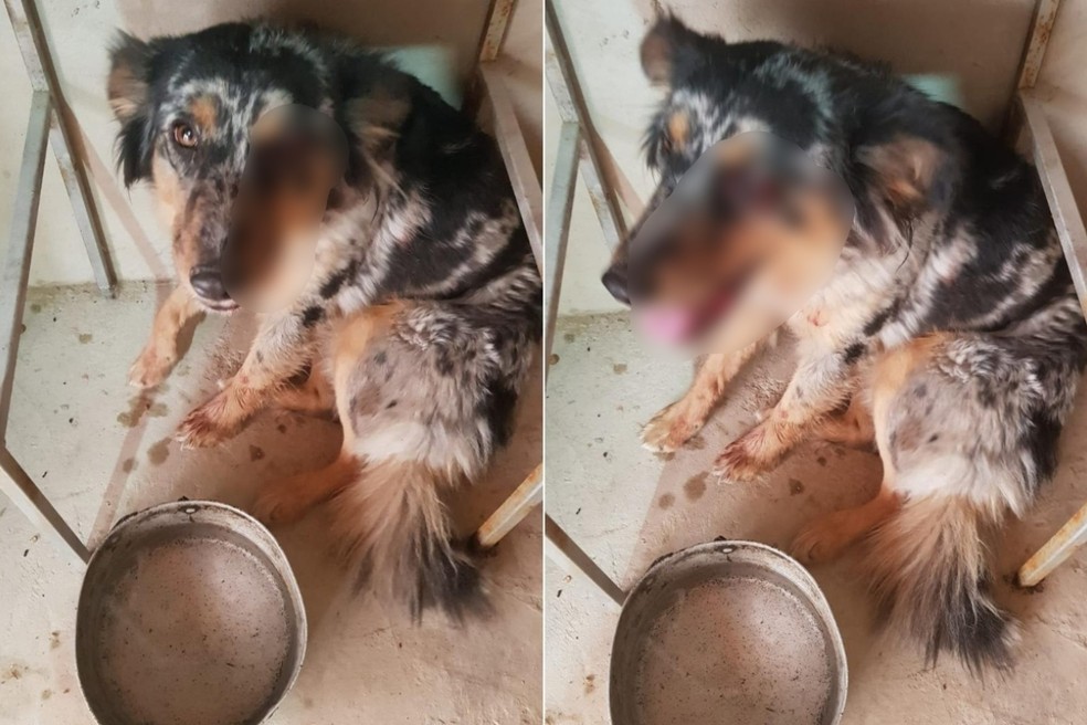 Dono é preso suspeito de agredir cachorro de estimação com pedaço de madeira em Guareí  — Foto: Arquivo Pessoal 