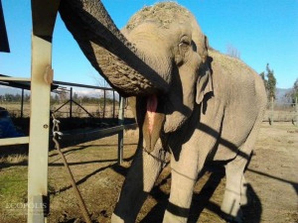 Ramba, a elefanta asiática, de cerca de 52 anos, terá um novo lar no Brasil — Foto: SEB/Divulgação