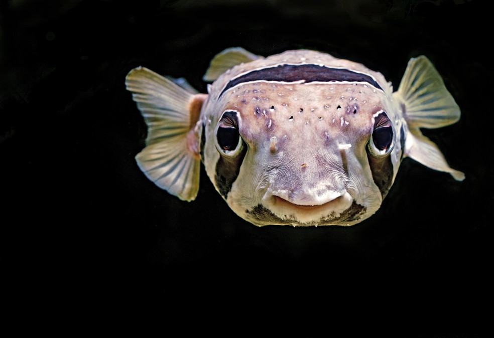 Baiacu é o nome popular dado a cerca de 150 espécies de peixes capazes de inflar o corpo quando se sentem ameaçados por um predador. Na imagem, um 'Pufferfish' no Aquário Cairns, na Austrália.  — Foto: David Clode/Unsplash