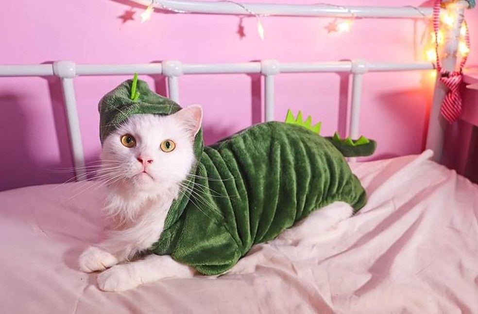 Gato Brossy Meowington tem mais de 50.000 seguidores — Foto: Reprodução/Instagram