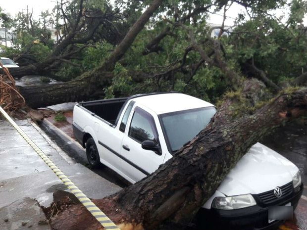 Árvore caiu em cima de carro em Jaú (Foto: Arquivo Pessoal)