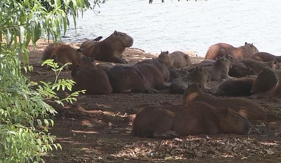 Lago municipal de Ipaussu tem muitas capivaras, animais que colaboram para a proliferação da doença — Foto: Reprodução/TV TEM