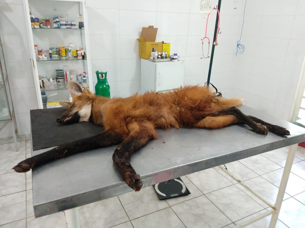 Animal foi encaminhado para tratamento no Centro de Triagem de Animais Silvestres (Cetas) — Foto: Polícia Ambiental