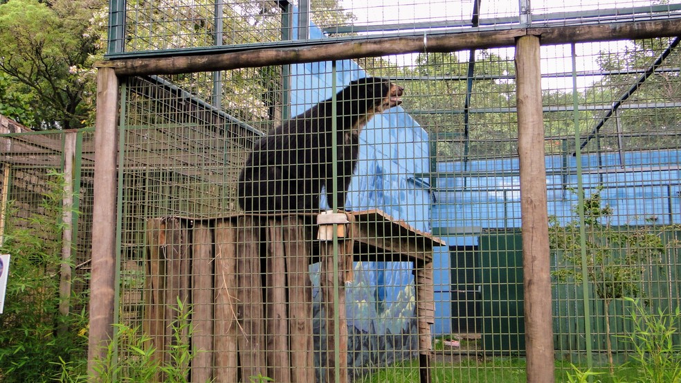Juco foi transferido do Zoo de Sorocaba, no segundo semestre de 2018, para Piracicaba — Foto: Felipe Ferreira/ Prefeitura de Piracicaba
