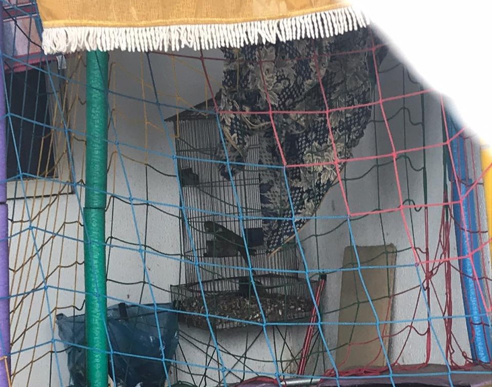 Periquitão-maracanã era mantido em cativeiro na garagem de uma casa em Marília — Foto: Polícia Ambiental/Divulgação