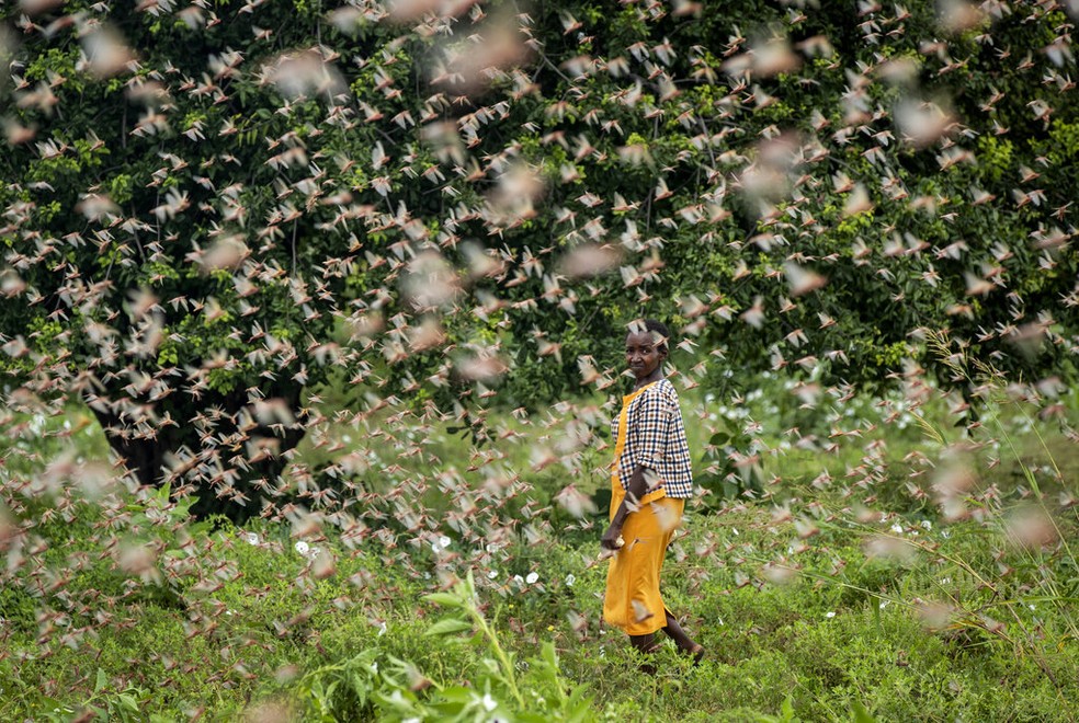  Um agricultor olha para trás enquanto caminha por um enxame de gafanhotos que se alimentam de sua plantação, na aldeia de Katitika, no Quênia — Foto: Ben Curtis/AP