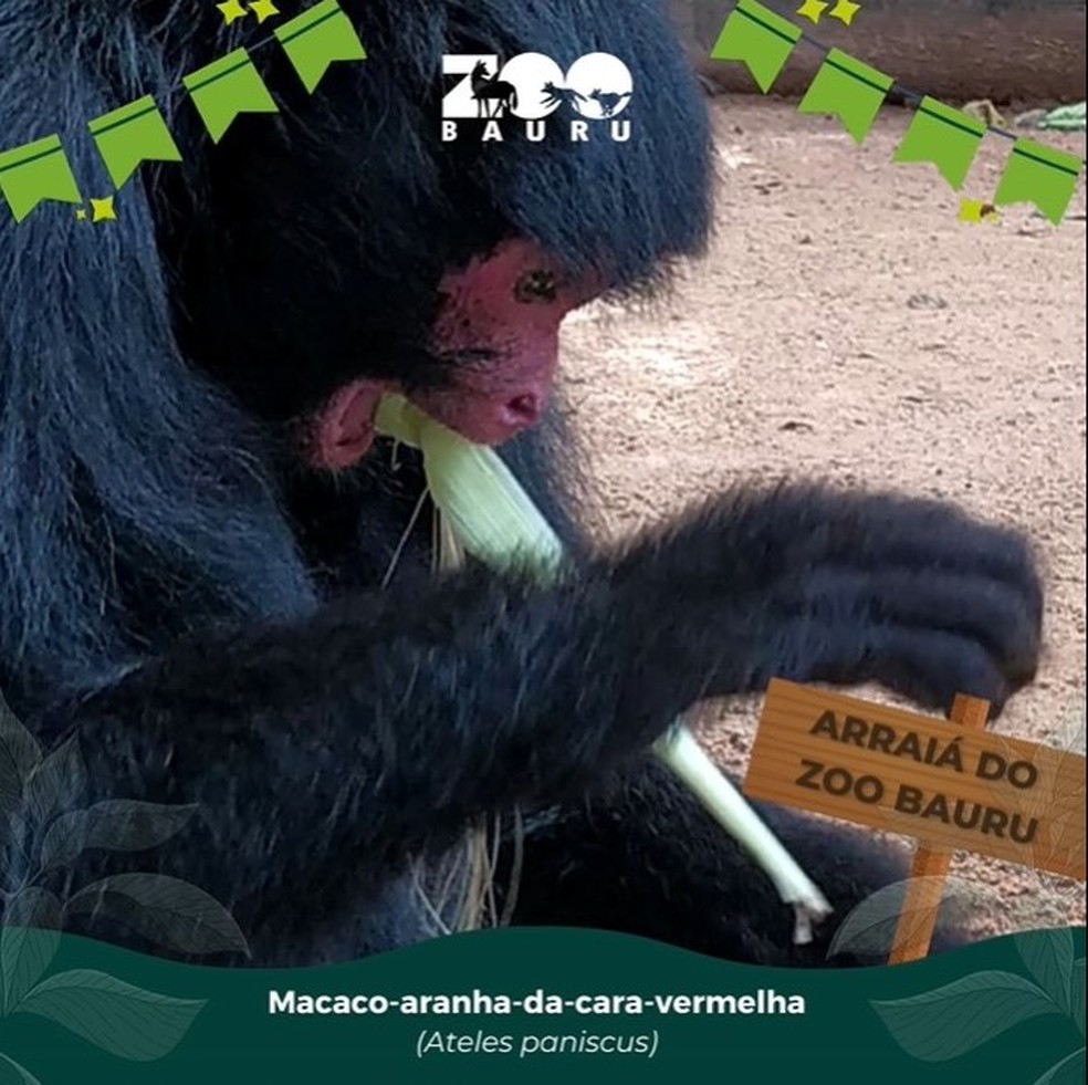 Animais de zoológico de Bauru ganham ‘arraiá’ junino com comidas típicas — Foto: Zoológico de Bauru/Divulgação