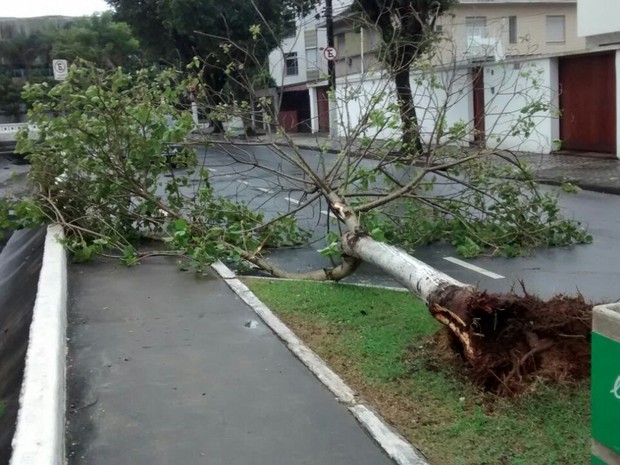 Árvore caiu no Canal 7 e foi colocada por moradores próximo à calçada (Foto: Luiz Santos/Arquivo pessoal)