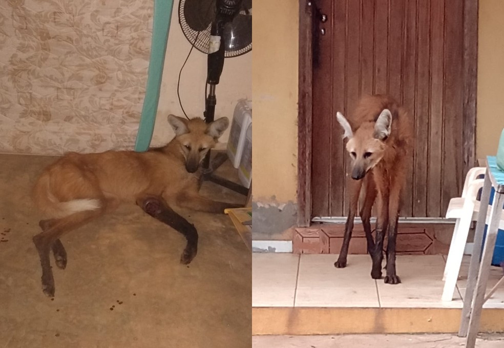 Lobo-guará foi encontrado em fazenda de Paranapanema — Foto: Arquivo pessoal