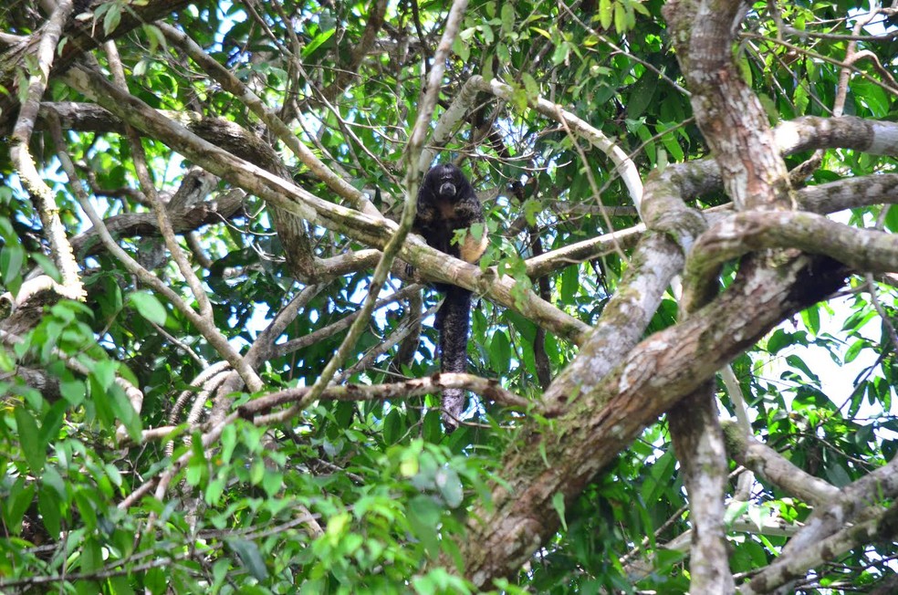 Macaco voador foi encontrado do Alto Juruá  (Foto: Divulgação/ Houseboat Amazon)