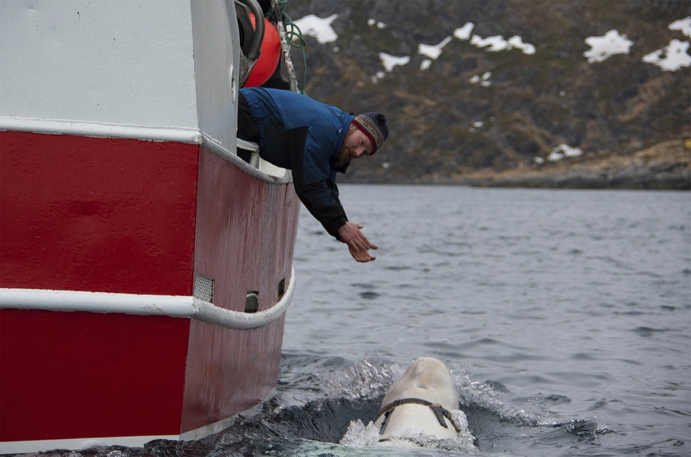Pescadores se aproximam de beluga para tentar retirar "coleira"  — Foto: Joergen Ree Wiig/Norwegian Direcorate of Fisheries Sea Surveillance Unit via AP