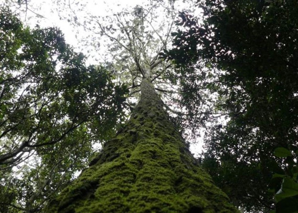  Pesquisa mostrou que mais da metade das espécies de árvores são encontradas em um único país  (Foto: BGCI )