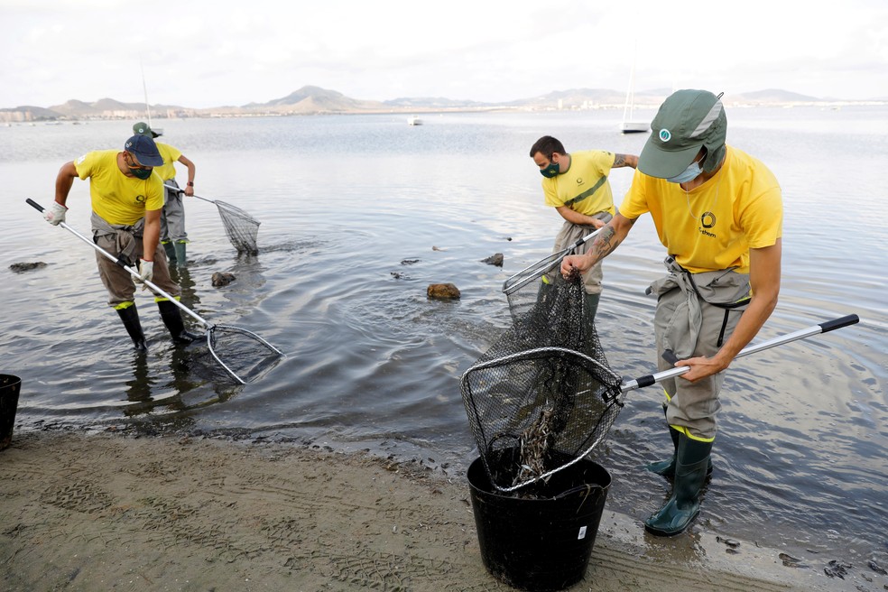 Em foto de 21 de agosto de 2021, funcionários da Prefeitura de Murcia, na Espanha, retiram peixes mortos na laguna do Mar Menor — Foto: Eva Manez/Reuters 