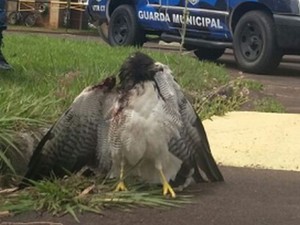 Animal estava com asa machucada (Foto: Guarda Municipal de Botucatu/Divulgação)