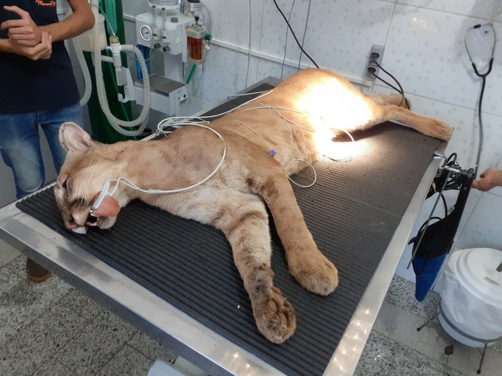 Onça parda foi sedada e levada para clínica em Tupã — Foto: João Trentini/Divulgação