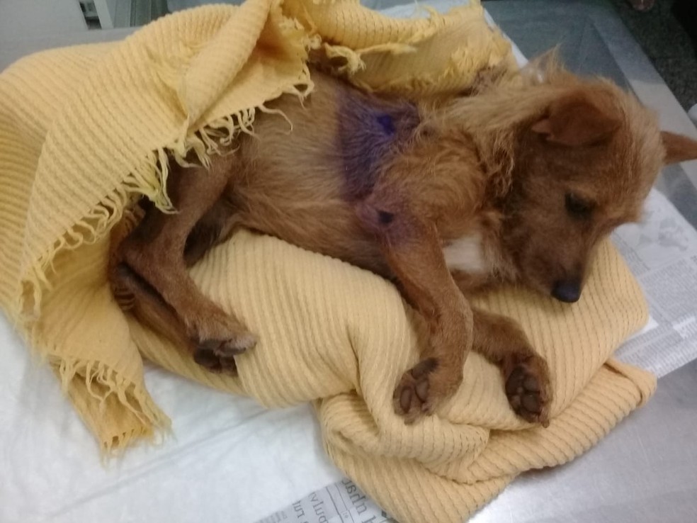 Casal nega que amarrou cachorro para castrar e afirma que deu espécia de anestésico Araraquara (SP) — Foto: Arquivo pessoal