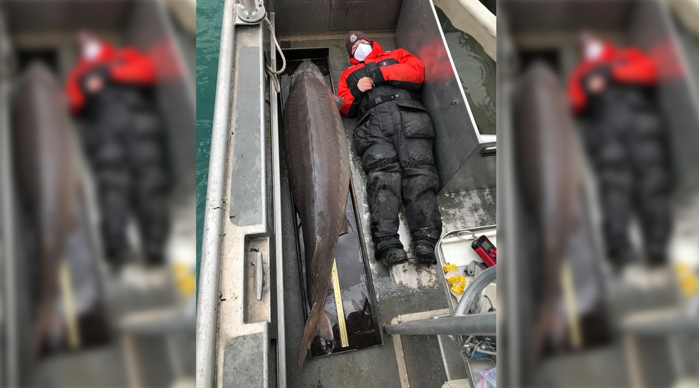 'Monstro do rio' de 108 kg é pescado no Rio Detroit, no estado do Michigan, nos Estados Unidos. Peixe pode ter 100 anos. — Foto: Montagem/G1