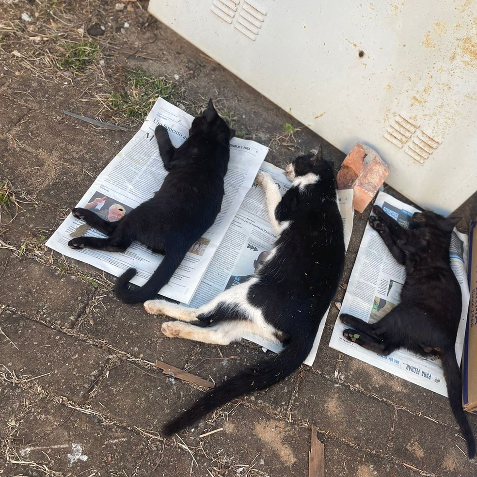 Cinco gatos são encontrados mortos na Praça da Boyes em Piracicaba — Foto: Prefeitura de Piracicaba/Divulgação