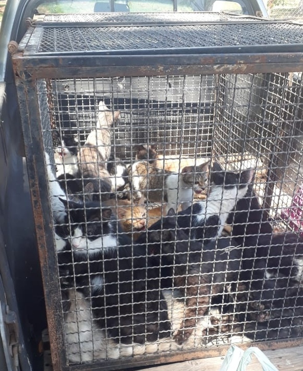 ONG resgatou 24 gatos e cinco cães em situação de maus-tratos em Marília  — Foto: Arquivo pessoal/Fábio Protetor