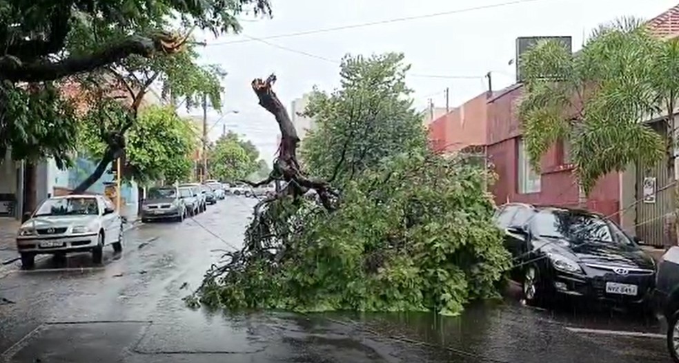 Árvore foi derrubada na Rua Azarias Leite, mas só houve danos à fiação elétrica — Foto: Arquivo pessoal