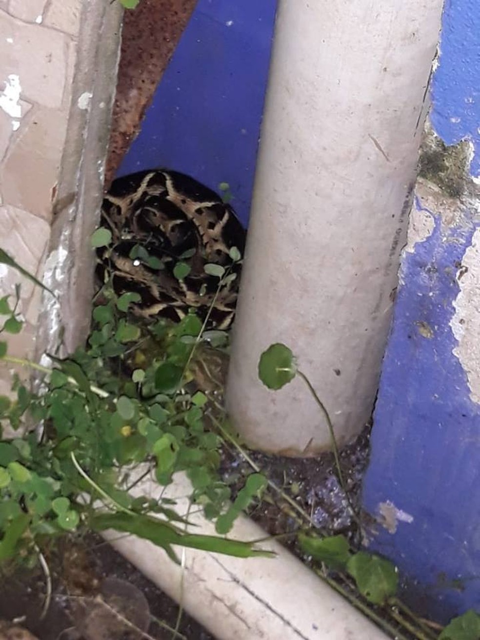 Serpente estava escondida no quintal de morador do bairro São Lourenço em Bertioga, SP — Foto: Arquivo Pessoal/Paulo Rodrigues