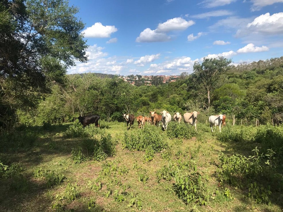 Propriedade de Gália foi multada por pastoreio de gado em área de mata nativa — Foto: Polícia Ambiental/Divulgação