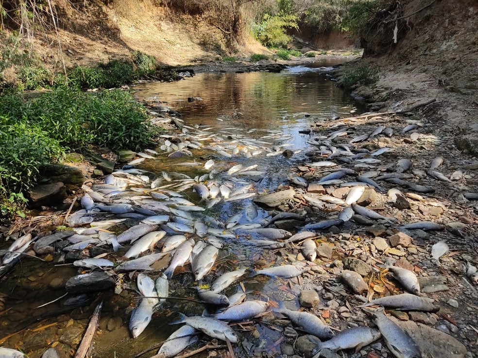 Moradores registram peixes mortos em trecho do Rio Tietê na SP 75 em Salto  — Foto: Arquivo pessoal 